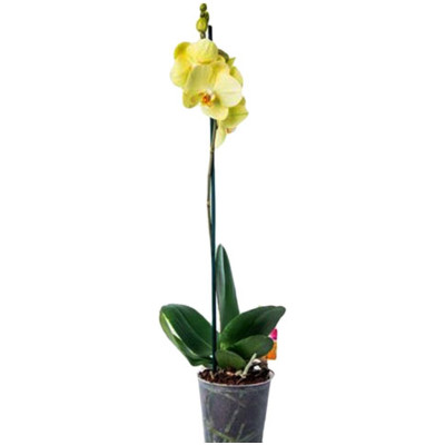 Орхидея Фаленопсис микс, 12х45см