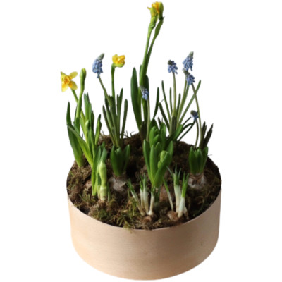 Микс весенний гиацинты-тюльпаны-нарциссы-крокусы