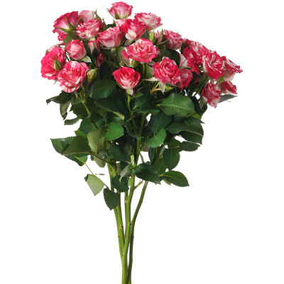 Букет цветов роза кустовая 40см, 5шт