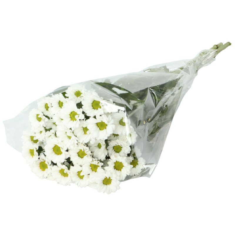 Букет цветов хризантема Сантини в ассортименте, 3шт — фото 3