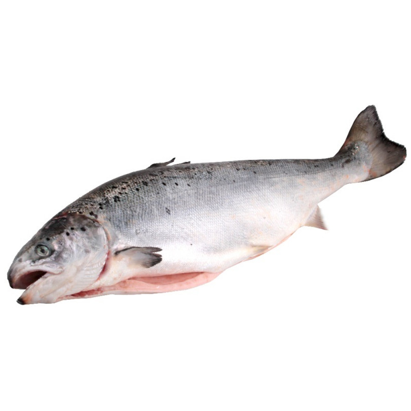 Как выглядит рыба лосось - фото и описание