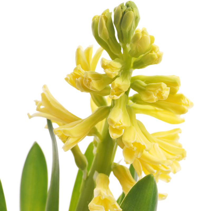 Цветок Гиацинт в горшке — фото 5