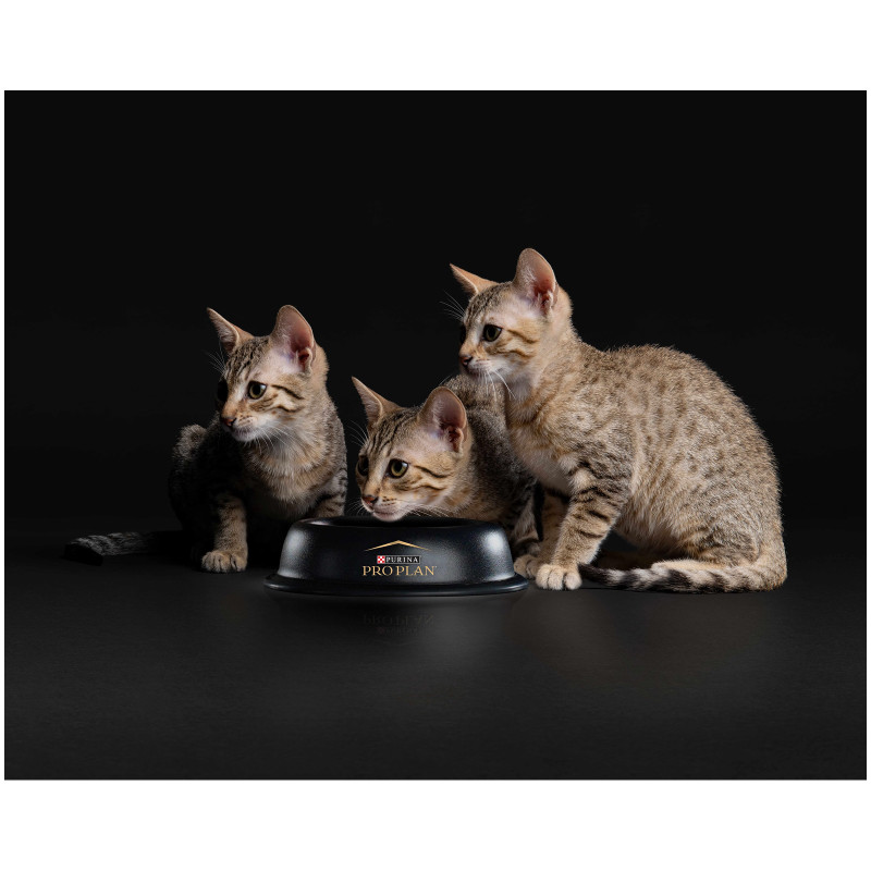 Консервы Pro Plan Kitten для котят говядина с индейкой MIX набор, 10х85г — фото 4
