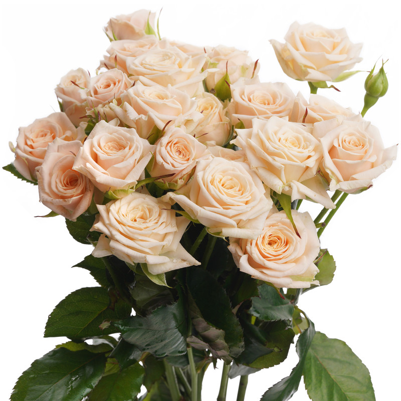 Букет цветов розы, 7шт — фото 1