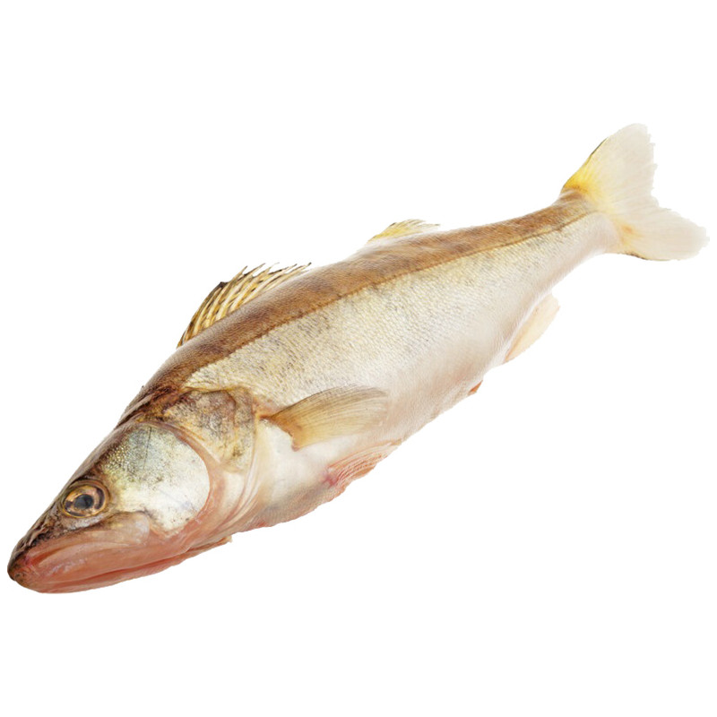 Официальный сайт Как выглядит рыба пангасиус фото с головой
