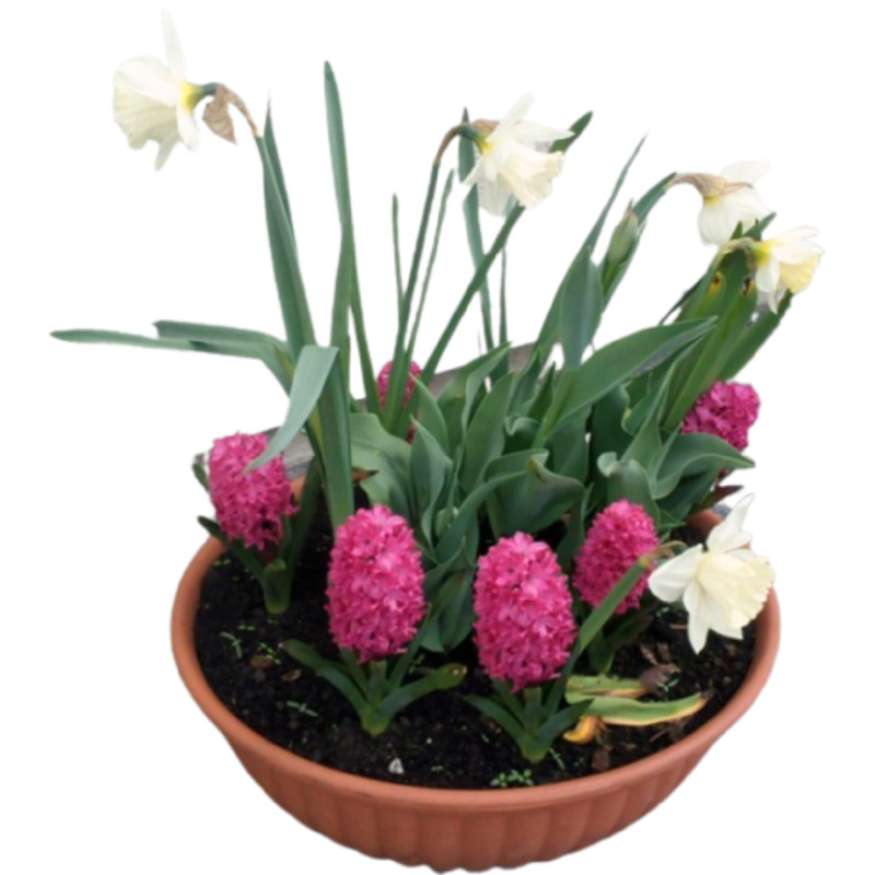 Микс весенний гиацинты-тюльпаны-нарциссы-крокусы — фото 1