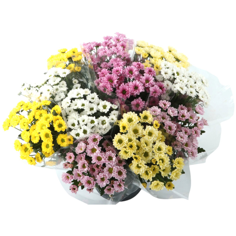 Букет цветов хризантема Сантини в ассортименте, 3шт — фото 1