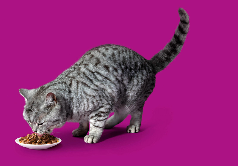 Корм Whiskas Желе с говядиной и ягнёнком для кошек, 85г — фото 3