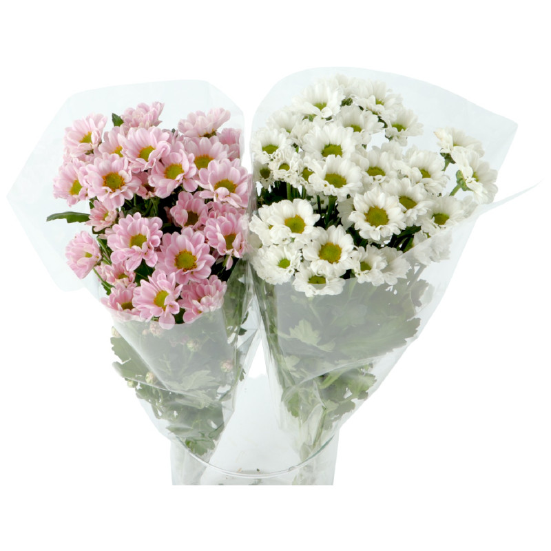 Букет цветов хризантема Сантини в ассортименте, 3шт — фото 4